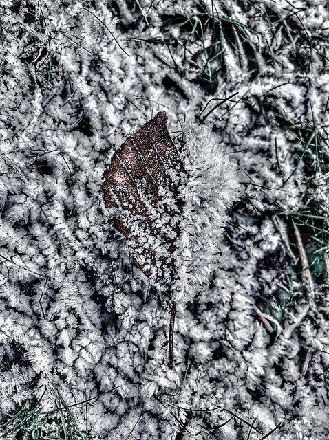 Frozen Leaf